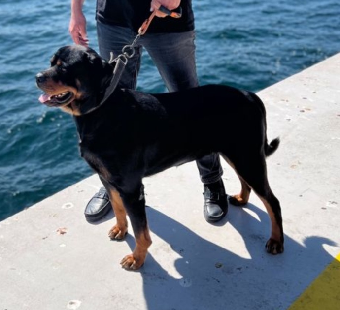 Are these dogs the same dog (PLEASE ANALYZE)?