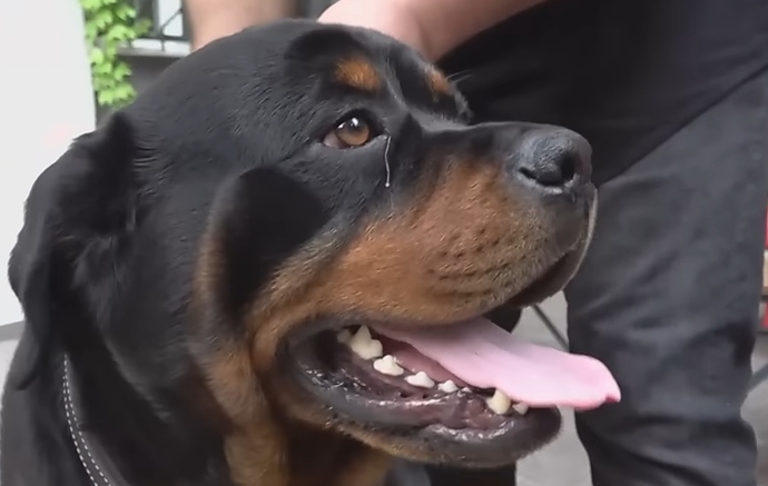Are these dogs the same dog (PLEASE ANALYZE)?