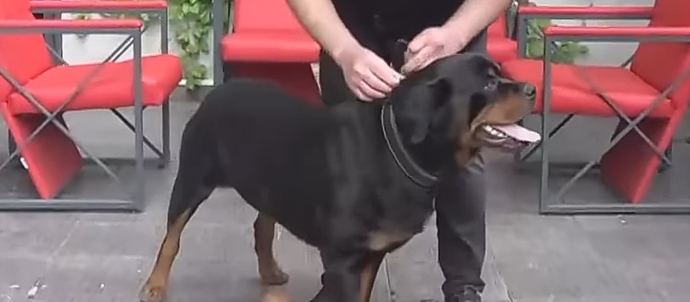 Are these dogs the same dog (PLEASE ANALYZE)?
