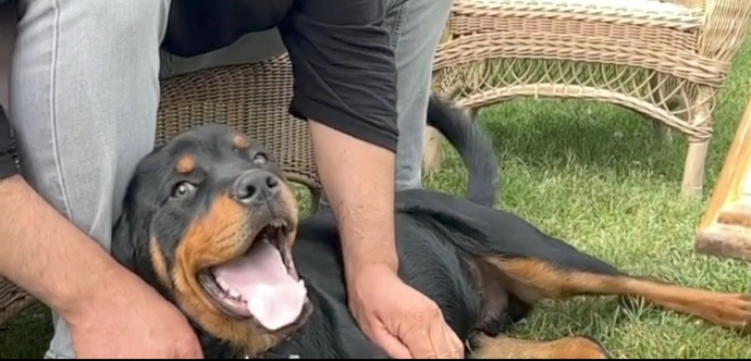 Are these dogs the same dog (PLEASE ANALYZE)?