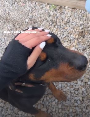 Are these dogs the same dog (PLEASE ANALYZE)?