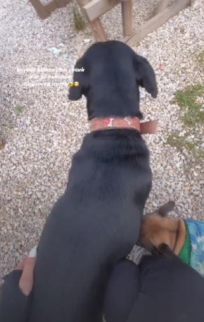 Are these dogs the same dog (PLEASE ANALYZE)?