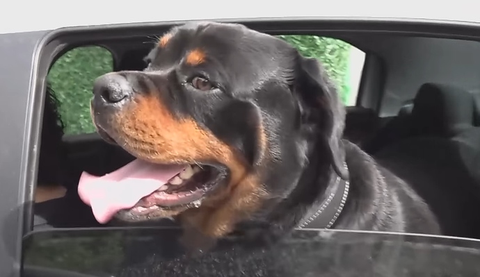 Are these dogs the same dog (PLEASE ANALYZE)?