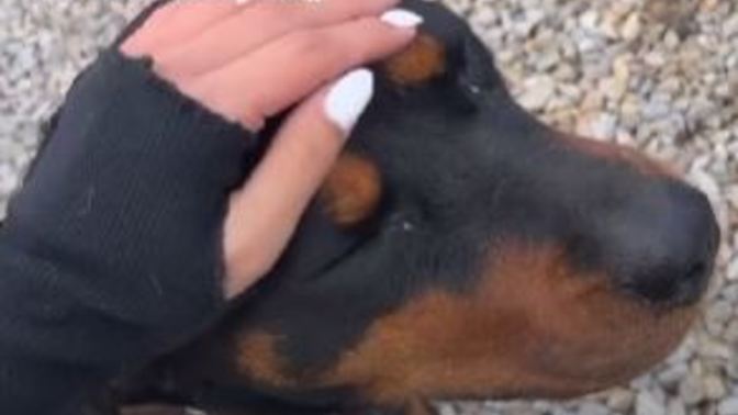 Are these dogs the same dog (PLEASE ANALYZE)?