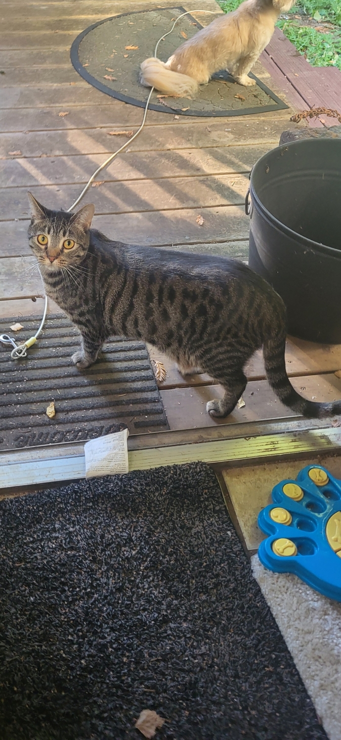Does my cat look healthy?