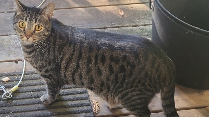Does my cat look healthy?