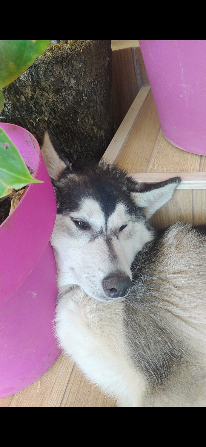My lazy ass husky 