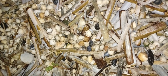 Do you think shells are sad?