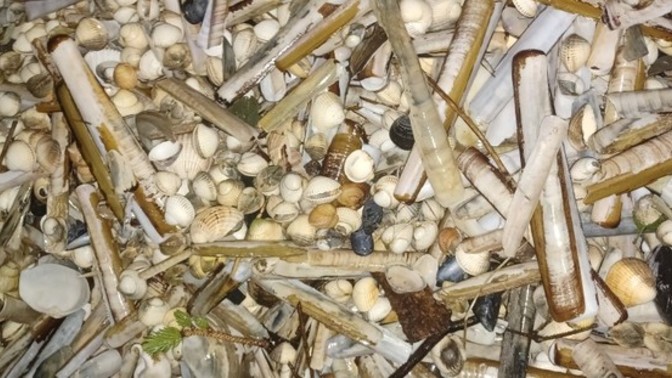 Do you think shells are sad?