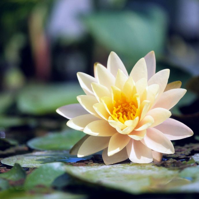 What's your favorite flower?