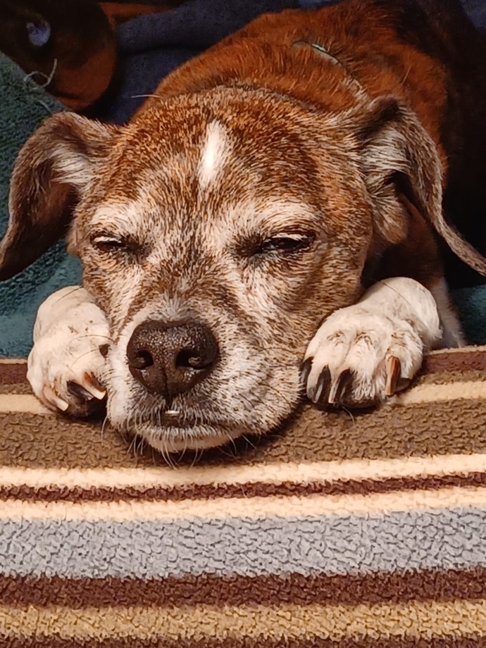 My dog just died. Have you ever lost a dog?