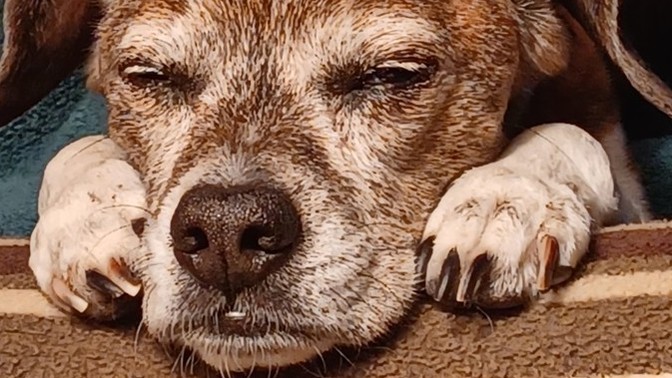 My dog just died. Have you ever lost a dog?