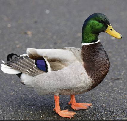 How about a Friday Fun QUIZ about DUCKS?