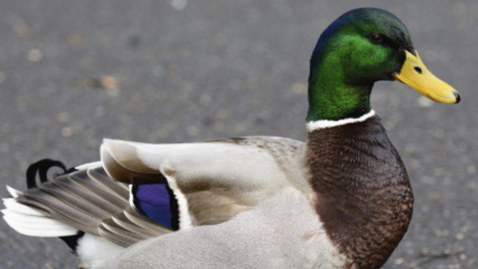 How about a Friday Fun QUIZ about DUCKS?