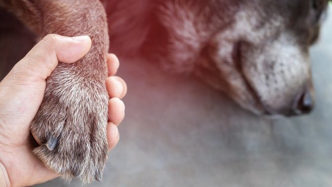 How do you deal with the death of a pet?