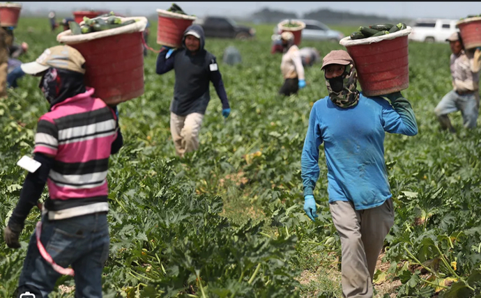 Could our obsession with deporting agriculture workers caused increased grocery store prices?