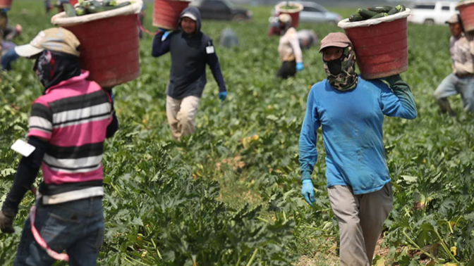 Could our obsession with deporting agriculture workers caused increased grocery store prices?