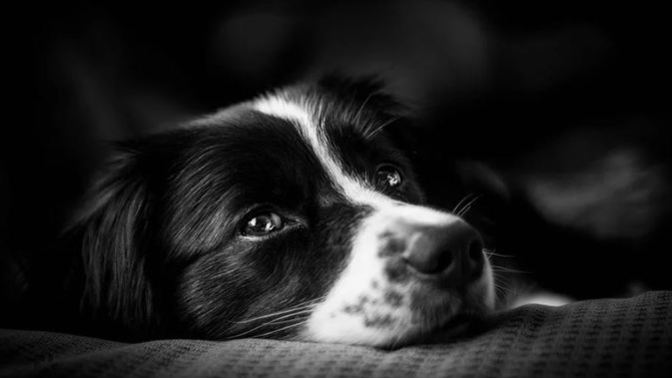 Do you think putting down a pet is cruel?