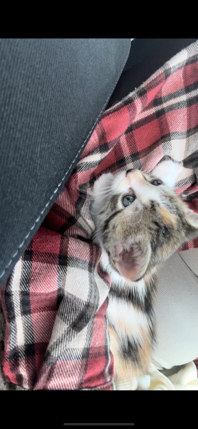 Any name suggestions for my male kitty?