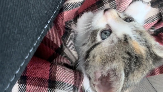 Any name suggestions for my male kitty?