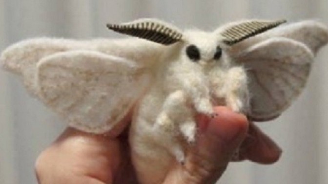 Why are moths so cute?