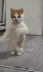 What should I name my new kitty?
