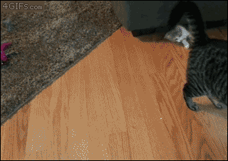 What should I name my new kitty?