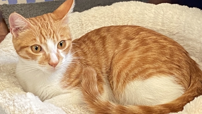 What should I name my new kitty?