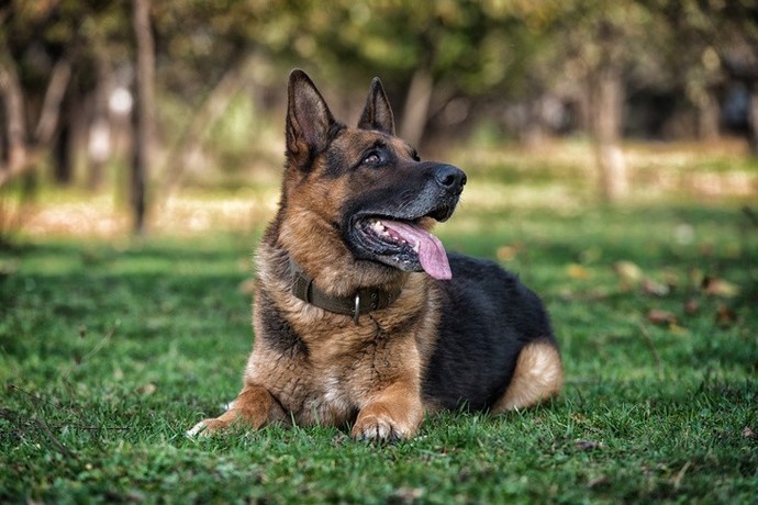 Are there any favorite animals you like?