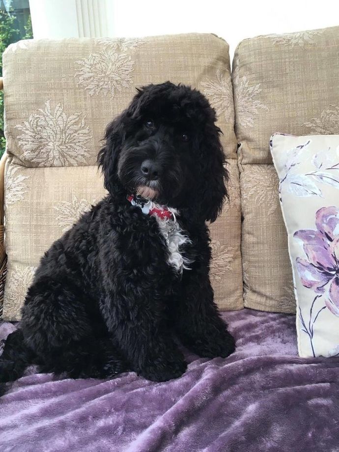 this is my top dream dog! raffle cockapoo