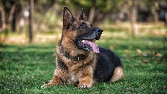 Are there any favorite animals you like?