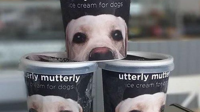 Is it for humans or dogs?
