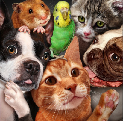 Is your PET a member of the FAMILY?