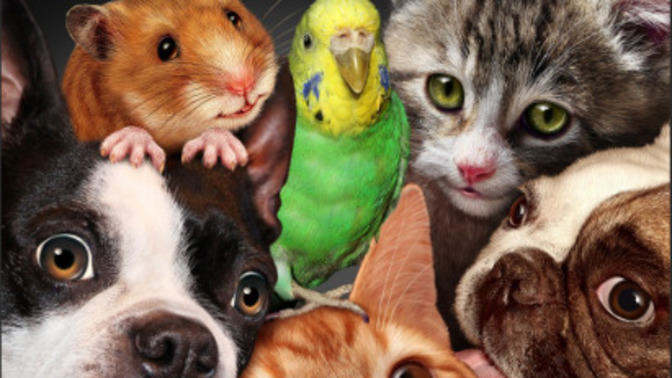 Is your PET a member of the FAMILY?
