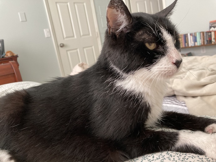 How old is your pet, or what is the oldest pet you ever owned?