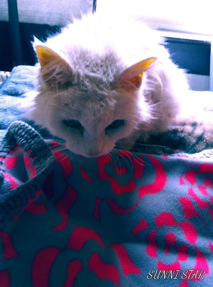 Cotton