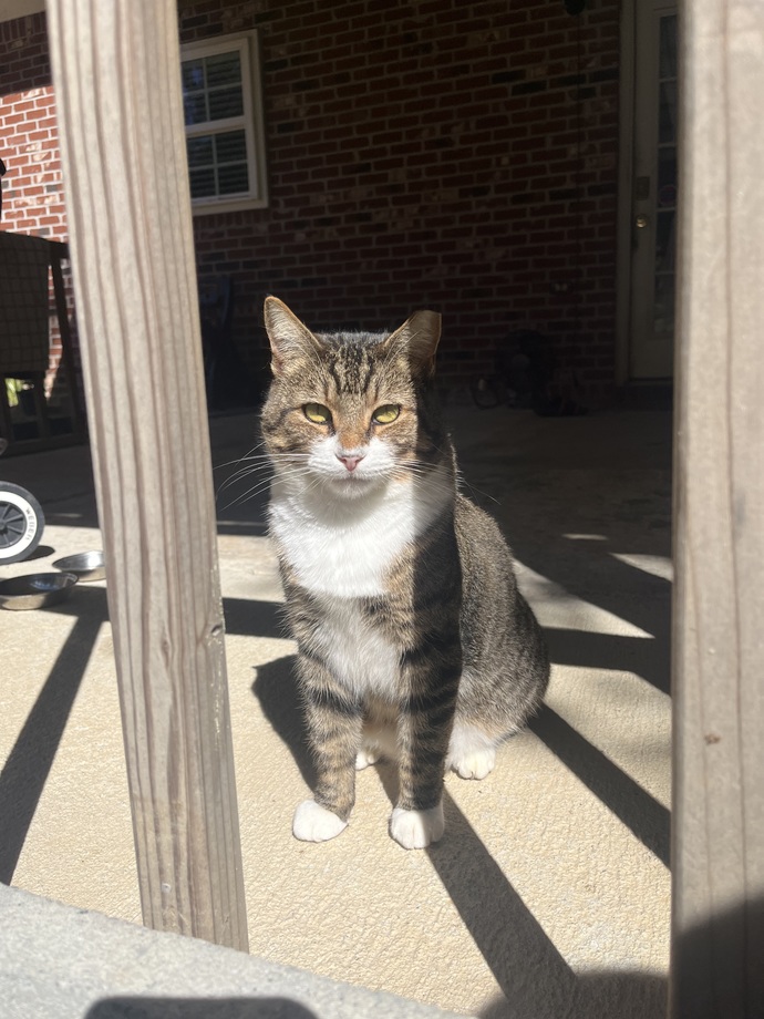 How old is your pet, or what is the oldest pet you ever owned?