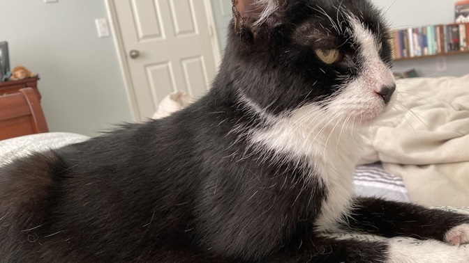 How old is your pet, or what is the oldest pet you ever owned?