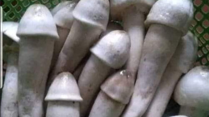 Do you know what is this?