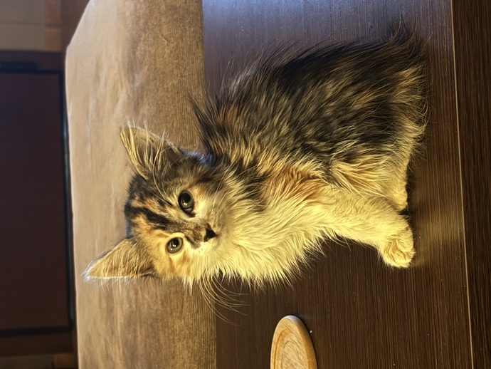 What should I name my kitten?