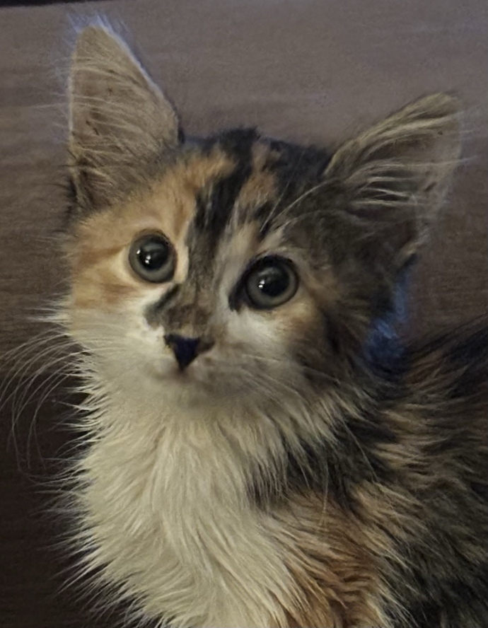 What should I name my kitten?