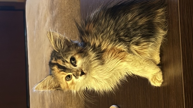 What should I name my kitten?