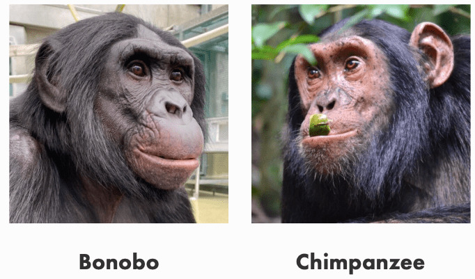 Why is humanity the only species on earth with different faces?