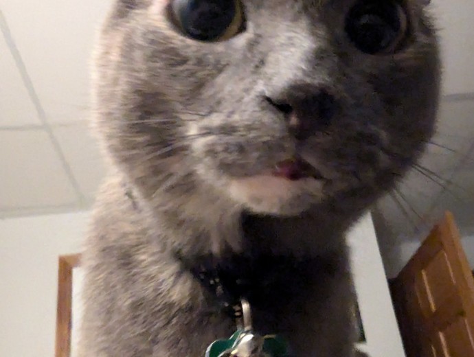 Are you a cat person or a dog person?