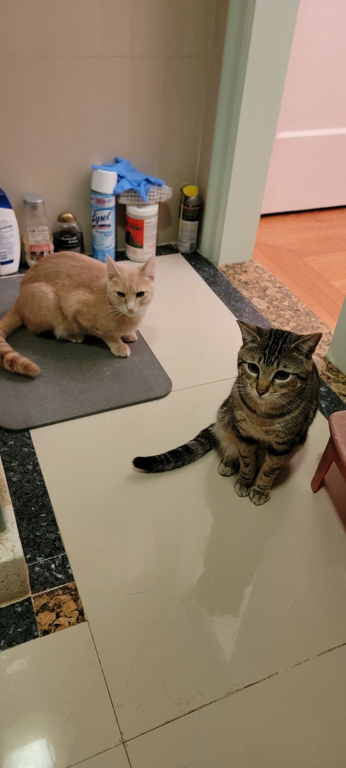 Are you a cat person or a dog person?
