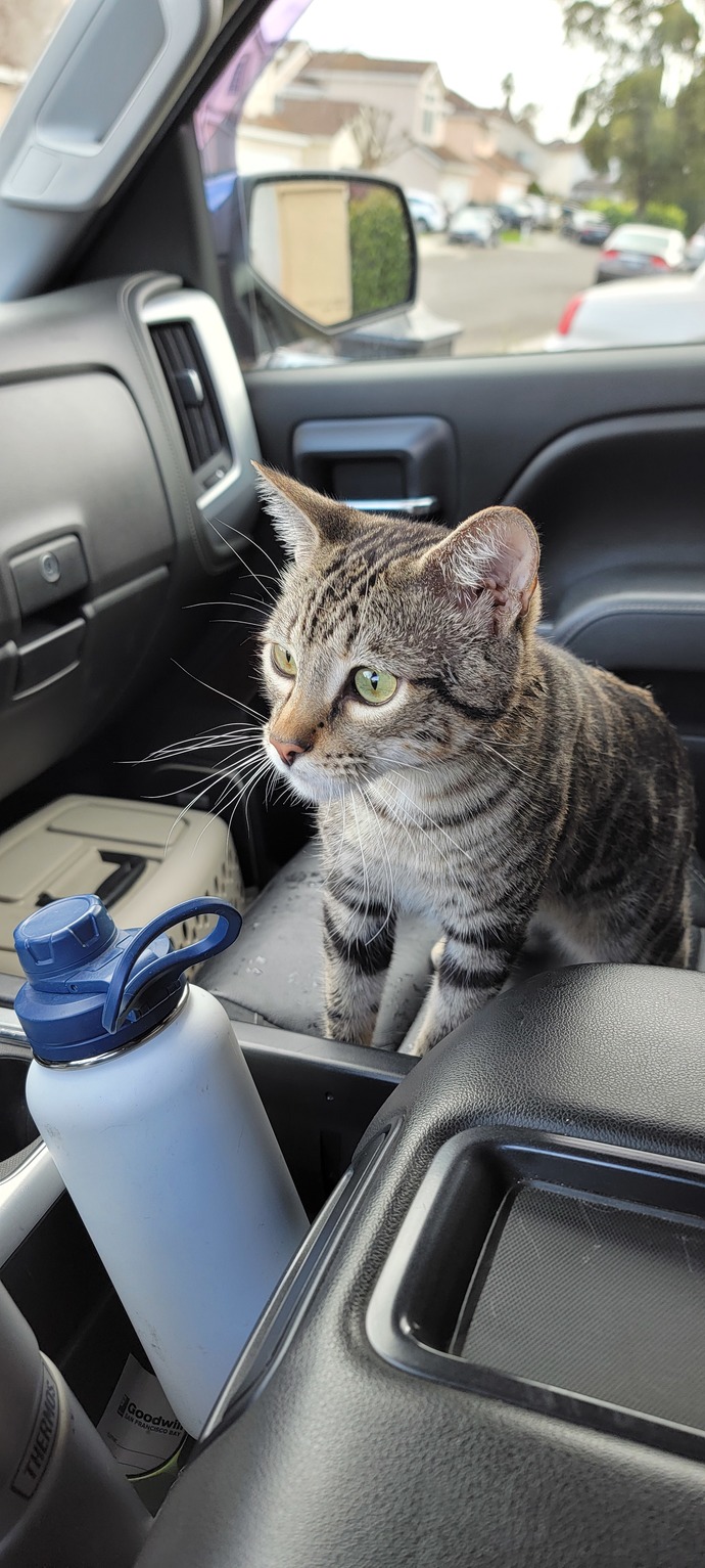Are you a cat person or a dog person?