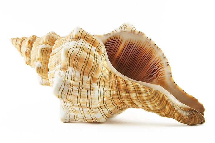 What are your favourite seashells?