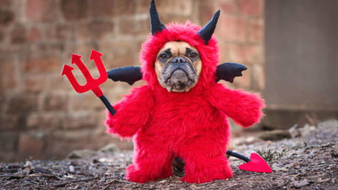 Do you dress your pet for Halloween?