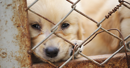 Do animals deserve legal protections?