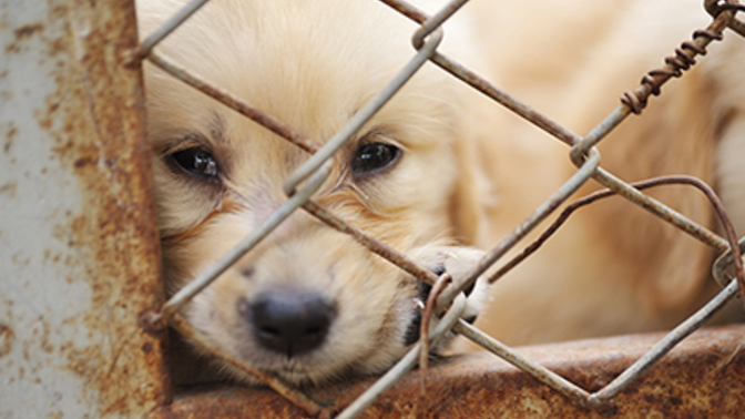 Do animals deserve legal protections?